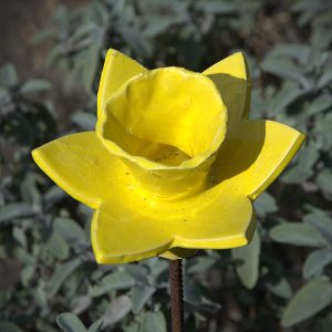 Narcis traditioneel geel